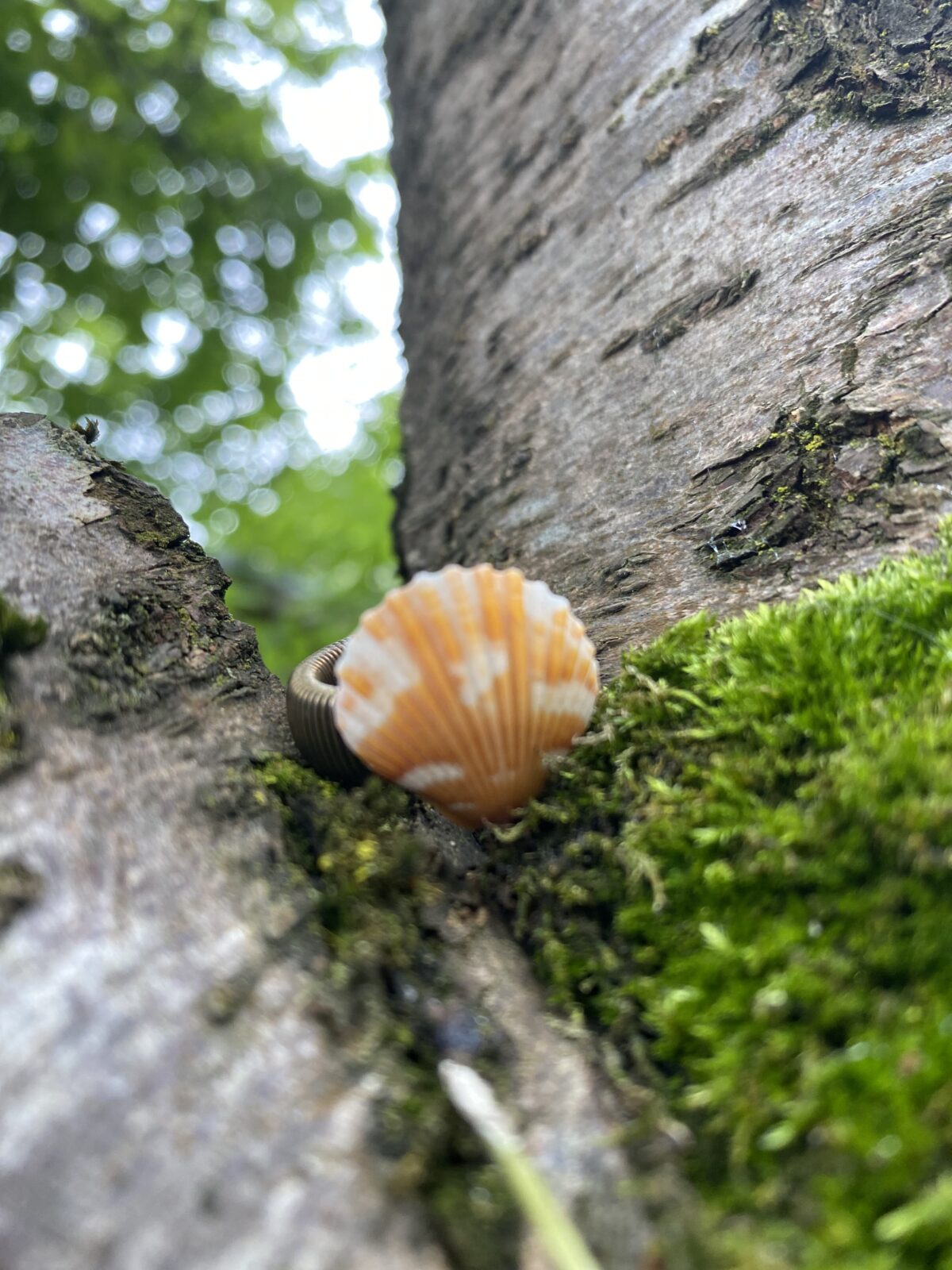 Inel din scoica naturala - "Puterea valurilor"